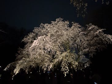 六義園に投稿された画像（2025/3/27）