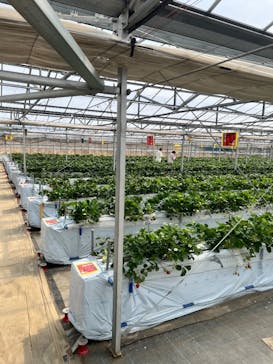 山万ユーカリファームに投稿された画像（2025/3/27）