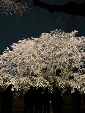 六義園に投稿された画像（2025/3/27）