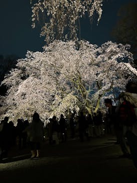 六義園に投稿された画像（2025/3/27）