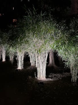 六義園に投稿された画像（2025/3/27）