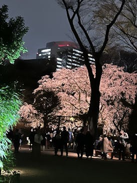 六義園に投稿された画像（2025/3/27）