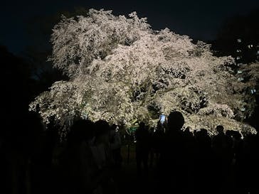 六義園に投稿された画像（2025/3/27）