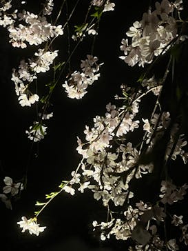 六義園に投稿された画像（2025/3/27）