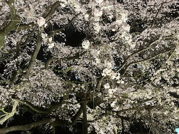 六義園に投稿された画像（2025/3/27）