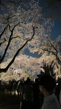 六義園に投稿された画像（2025/3/27）