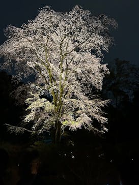 六義園に投稿された画像（2025/3/27）