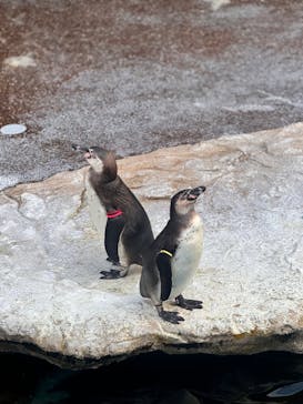 アクアワールド茨城県大洗水族館に投稿された画像（2025/3/27）