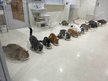 Cat Café MOFF アリオ倉敷店に投稿された画像（2025/3/27）
