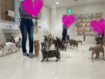Cat Café MOFF アリオ倉敷店に投稿された画像（2025/3/27）