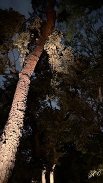 六義園に投稿された画像（2025/3/27）