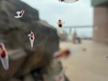 アクアワールド茨城県大洗水族館に投稿された画像（2025/3/27）