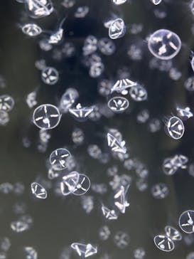 アクアワールド茨城県大洗水族館に投稿された画像（2025/3/27）