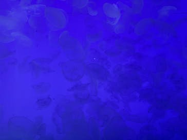 アクアワールド茨城県大洗水族館に投稿された画像（2025/3/27）