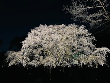 六義園に投稿された画像（2025/3/27）