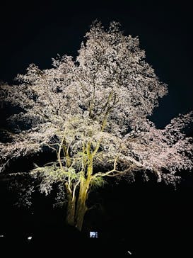 六義園に投稿された画像（2025/3/27）