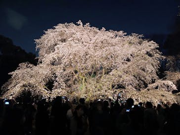 六義園に投稿された画像（2025/3/27）