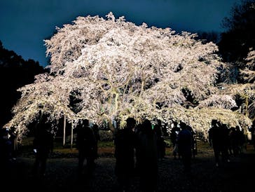 六義園に投稿された画像（2025/3/27）