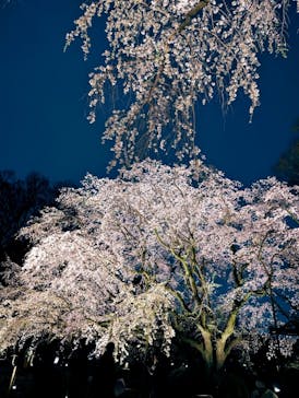 六義園に投稿された画像（2025/3/27）