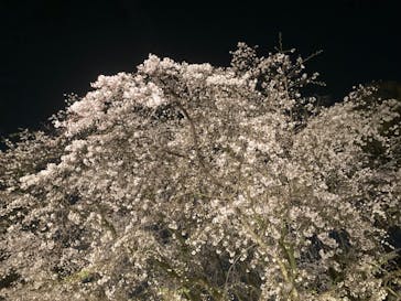 六義園に投稿された画像（2025/3/27）