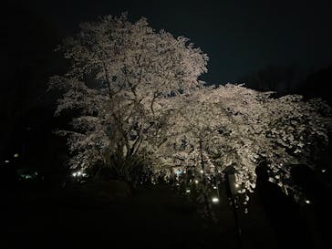 六義園に投稿された画像（2025/3/27）