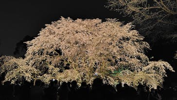 六義園に投稿された画像（2025/3/27）