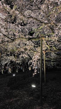 六義園に投稿された画像（2025/3/27）