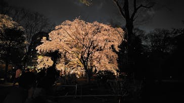 六義園に投稿された画像（2025/3/27）