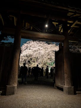 六義園に投稿された画像（2025/3/27）