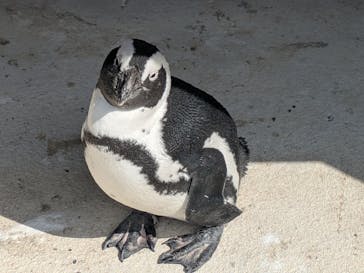横浜・八景島シーパラダイスに投稿された画像（2025/3/27）