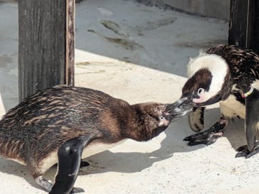 横浜・八景島シーパラダイスに投稿された画像（2025/3/27）