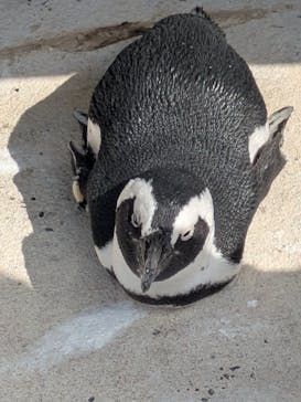 横浜・八景島シーパラダイスに投稿された画像（2025/3/27）