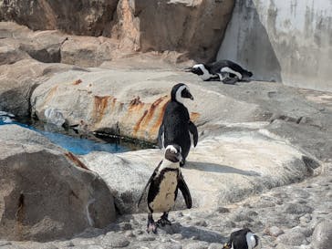 横浜・八景島シーパラダイスに投稿された画像（2025/3/27）