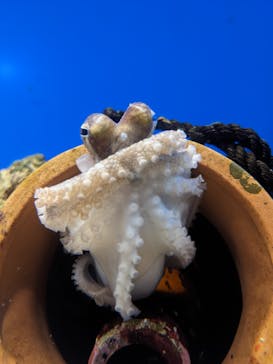 伊豆・三津シーパラダイスに投稿された画像（2025/3/27）