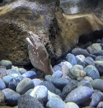 伊豆・三津シーパラダイスに投稿された画像（2025/3/27）