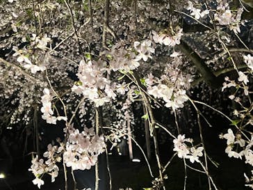 六義園に投稿された画像（2025/3/27）