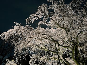 六義園に投稿された画像（2025/3/27）