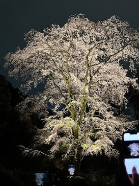 六義園に投稿された画像（2025/3/27）
