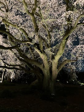 六義園に投稿された画像（2025/3/27）