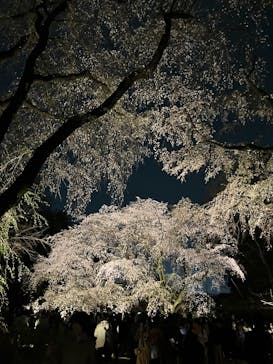 六義園に投稿された画像（2025/3/27）