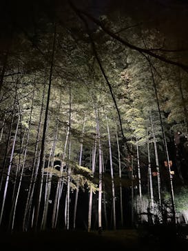 六義園に投稿された画像（2025/3/27）