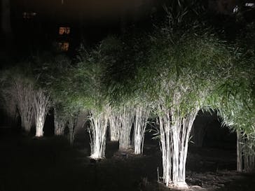 六義園に投稿された画像（2025/3/27）