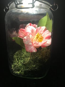 六義園に投稿された画像（2025/3/27）