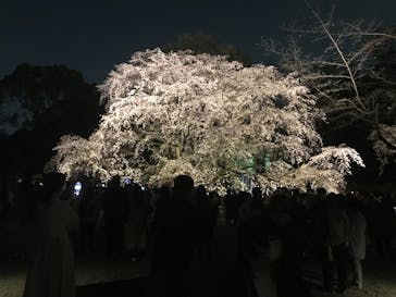 六義園に投稿された画像（2025/3/27）