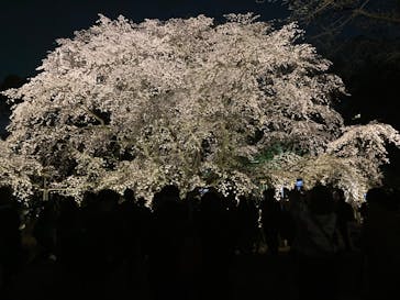 六義園に投稿された画像（2025/3/27）