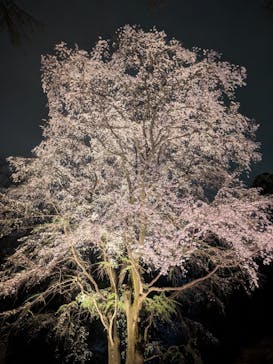 六義園に投稿された画像（2025/3/27）