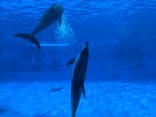 名古屋港水族館に投稿された画像（2025/3/28）