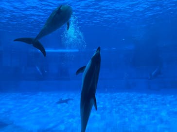 名古屋港水族館に投稿された画像（2025/3/27）