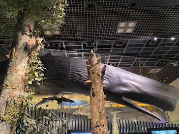 国立科学博物館に投稿された画像（2025/3/27）