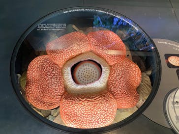 国立科学博物館に投稿された画像（2025/3/27）